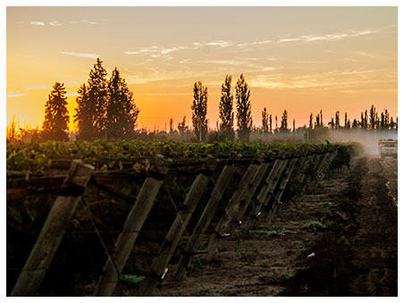 Viñedo atardecer